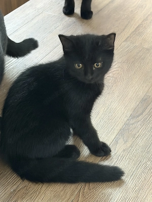 Bombay und schildpat Katzen baybis 10 Wochen alt 