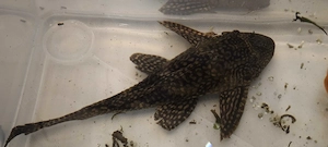 2 große Welse & 3 Goldfische dringend zu verschenken   nur Abholung