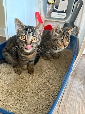    Zwei besondere Kitten suchen ihr Für-immer-Zuhause   