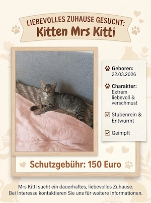 Kitten suchen neues Zuhause