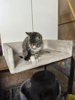 Vier junge Katzen 