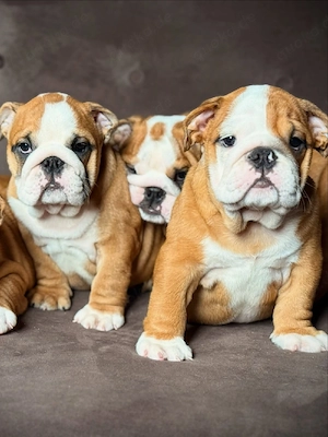 Englische Bulldoggen-Welpen.