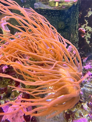 2 Kupferanemonen abzugeben