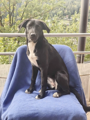 Die verschmuste Labrador Hündin (Welpe) sucht ein Zuhause! 