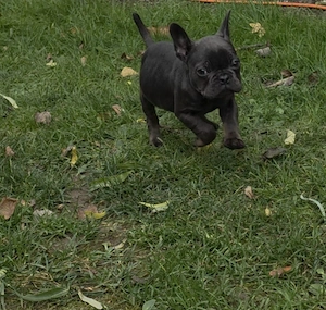 Französische Bulldoggen Welpen