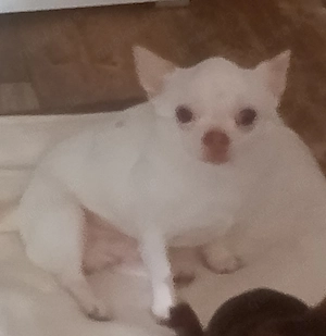 Chihuahua kurzhaar Rüde 8 Jahre jung sucht Sofa Platz auf Lebenszeit