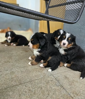 Wunderschöne Berner Sennenhund-Welpen suchen ihre Herzensmenschen