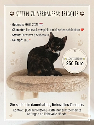 Kitten suchen neues Zuhause 