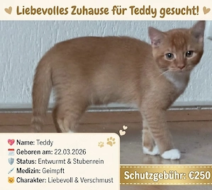Kitten suchen neues Zuhause 