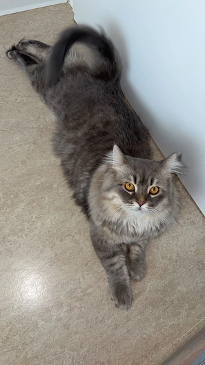 Grauer Britisch Langhaar Kater  abzugeben