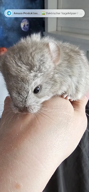 Chinchilla
