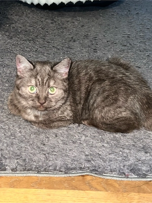 BRK katzen