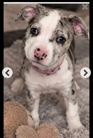 kleine american bully hündin sucht 