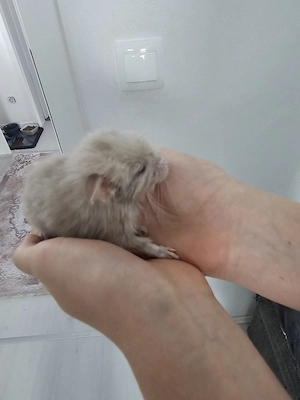 Chinchilla baby