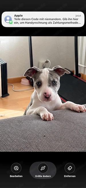 kleine american bully hündin sucht 