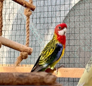 junges Prachtrosella Pärchen