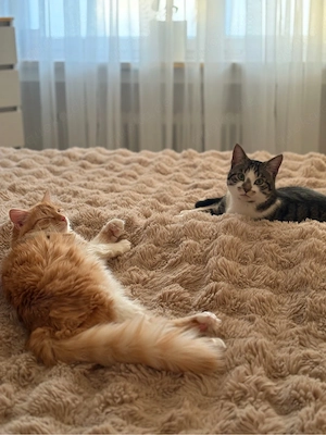Jack und Princi suchen ein neues für immer Zuhause 