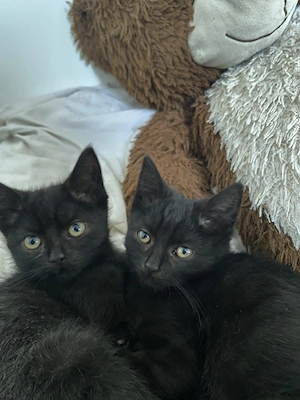 2 Wunderschöne BKH Kittens suchen ein liebevolles Zuhause 