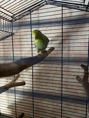 Sperlingspapagei
