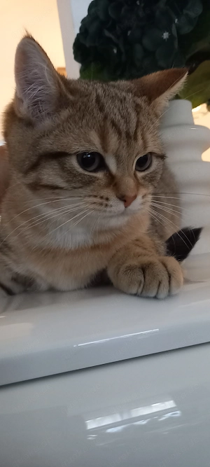 Britische Kitte