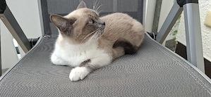      Schweren Herzens suche ich ein liebevolles Zuhause für meine kleine Glückskatze     