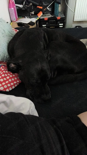      Balou sucht ein liebevolles Für-immer-Zuhause!     