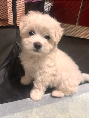 Wunderschöne Bichon    