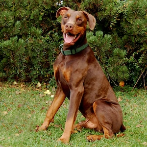 Neon - 1 Jahr - Dobermann Mix - Tierhilfe Franken e.V.