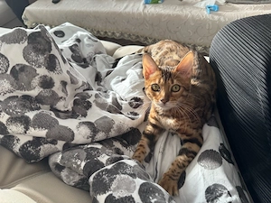Nur noch ein Bengalkitten weibchen abzugeben