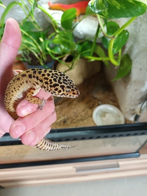 Leopardgeckos, zwei Mädchen 