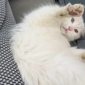 Wunderschöner weißer Kater mit zwei verschiedenfarbigen Augen 