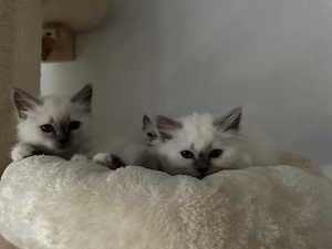 heilige birma kitten