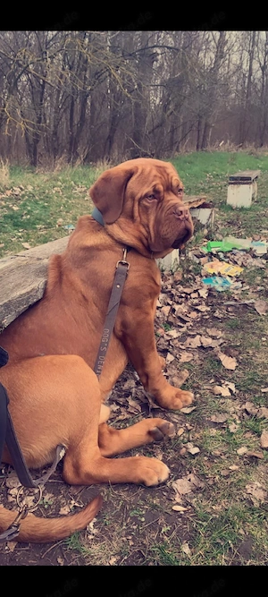 Bordeauxdogge welpe Hündin 