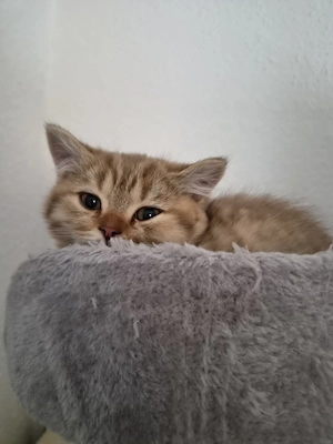 Wunderschöne BKH-Katzenbabys suchen ein liebevolles Zuhause