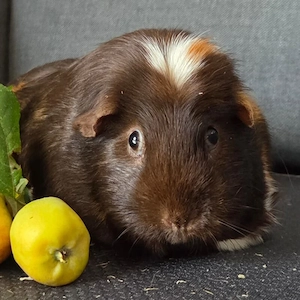 Toffee - 2 Jahre - Meerschweinchen - Tierhilfe Franken e.V.