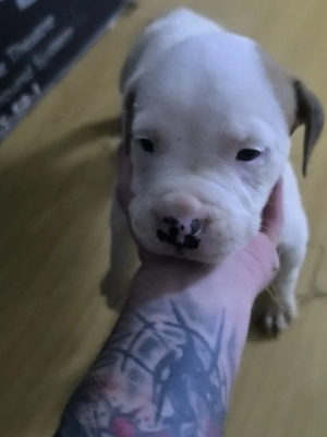 11 kleine Staff Pitbull Welpen suchen ein neues Zuhause 