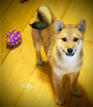 YUKO   eine süße Hündin der Rasse SHIBA INU
