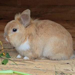 Ole - 1 Jahr - Zwergkaninchen - Tierhilfe Franken e.V.