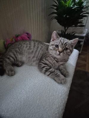 Bkh 2 noch frei Kitten