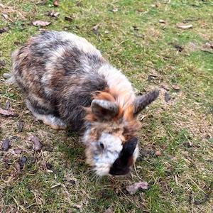 Flix - 1 Jahr - Zwergkaninchen - Tierhilfe Franken e.V.