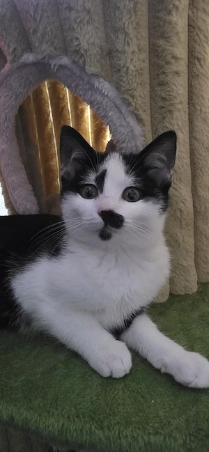 main coon mix kitten 