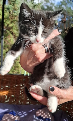 Katzenbabys geboren 4,09,2026 