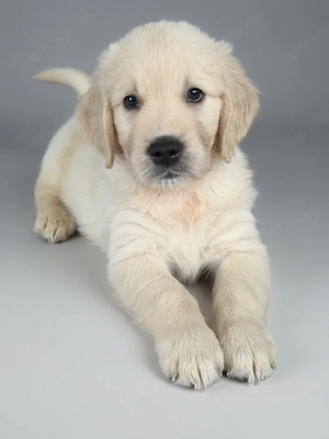 Wunderschöne reinrassige Golden Retriever Welpen abzugeben 