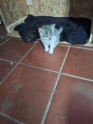 Katzenbabys abzugeben 