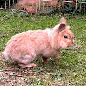 Klopfer - 1 Jahr - Zwergkaninchen - Tierhilfe Franken e.V.