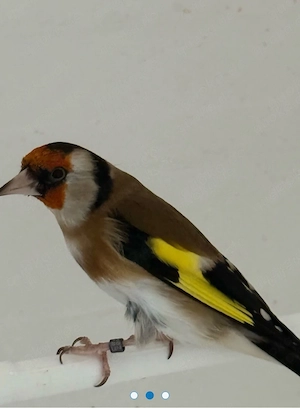 steiglitz parva 