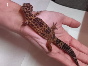 5 weibliche Leopardgeckos aus 2025, Vater ist Gigant, Preise je Tier, siehe Nummern auf Bildern