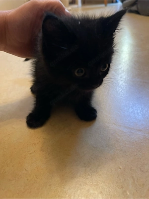 baby katzen