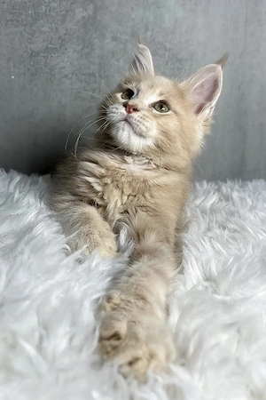 10 wunderschöne Maine-Coon-Kitten  geimpft & entwurmt, liebevoll aufgezogen