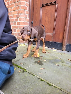 Doberman welpe  
